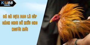 Đá gà cựa dao