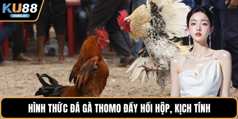 Hình thức đá gà Thomo đầy hồi hộp, kịch tính